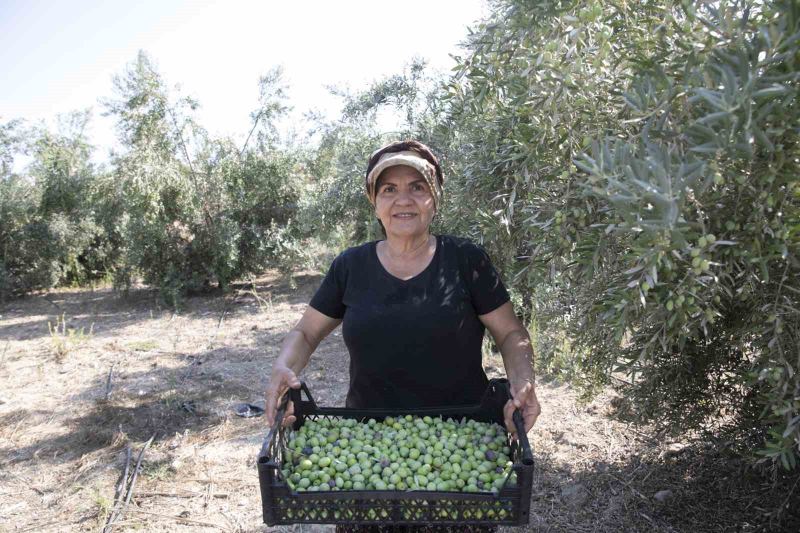 MERSİN BÜYÜKŞEHİR BELEDİYESİ TARAFINDAN ÜRETİCİLERE DAĞITILAN ZEYTİN FİDANLARI ÜRÜN VERMEYE BAŞLARKEN, KARAİSALI MAHALLESİ’NDEKİ ÇİFTÇİLER DE HASAT SEVİNCİNİ YAŞADI.
