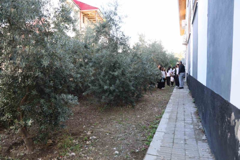 ADANA’NIN KOZAN İLÇESİNDE 1842 YILINDAN BU YANA EĞİTİM VERDİĞİ BELİRTİLEN KOZAN KALESİ ETEKLERİNDE BULUNAN TARİHİ GAZİ İLK VE ORTAOKULU’NDA ÖĞRENCİLER, 1. SINIFTAYKEN ÖĞRETMENLERİYLE BİRLİKTE DİKTİKLERİ ZEYTİN FİDANLARININ 8. SINIFTA İLK HASADINI YAPTI.