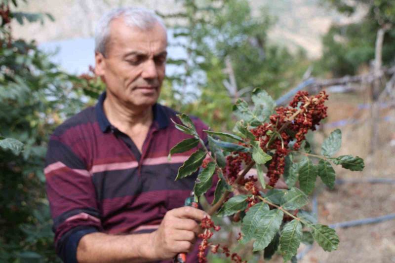 ADANA’NIN SAİMBEYLİ İLÇESİNDE "SUMAKÇI DEDE" OLARAK TANINAN HAZIM AK’IN YAKLAŞIK 20 YIL ÖNCE MEYVE VERMEYEN YABANİ ERKEK SUMAK AĞAÇLARINA YAPTIĞI GÖZ AŞISIYLA BAŞLATTIĞI ÇALIŞMA, OĞLU NACİ AK TARAFINDAN SÜRDÜRÜLÜYOR.