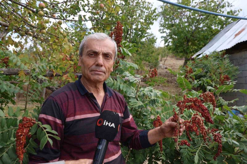 ADANA’NIN SAİMBEYLİ İLÇESİNDE "SUMAKÇI DEDE" OLARAK TANINAN HAZIM AK’IN YAKLAŞIK 20 YIL ÖNCE MEYVE VERMEYEN YABANİ ERKEK SUMAK AĞAÇLARINA YAPTIĞI GÖZ AŞISIYLA BAŞLATTIĞI ÇALIŞMA, OĞLU NACİ AK TARAFINDAN SÜRDÜRÜLÜYOR.