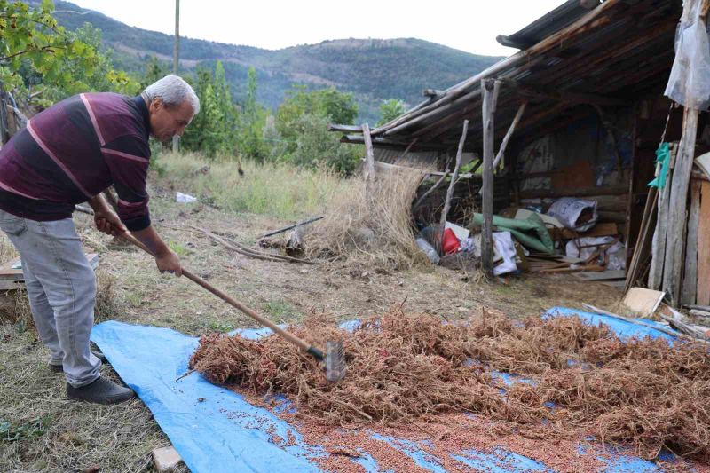 SAİMBEYLİ İLÇESİNDE DAĞLARDA VE BAHÇELERDE KENDİLİĞİNDEN YETİŞEN ANCAK MEYVE VERMEYEN YABANİ SUMAKLARI ÜRETİME KAZANDIRMAK İÇİN ÇALIŞMA YAPAN HAZIM AK, YAKLAŞIK 20 YIL ÖNCE AĞAÇLARA GÖZ AŞISI UYGULADI.