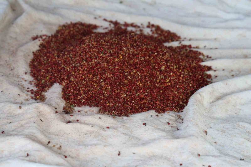 ADANA’NIN SAİMBEYLİ İLÇESİNDE "SUMAKÇI DEDE" OLARAK TANINAN HAZIM AK’IN YAKLAŞIK 20 YIL ÖNCE MEYVE VERMEYEN YABANİ ERKEK SUMAK AĞAÇLARINA YAPTIĞI GÖZ AŞISIYLA BAŞLATTIĞI ÇALIŞMA, OĞLU NACİ AK TARAFINDAN SÜRDÜRÜLÜYOR.