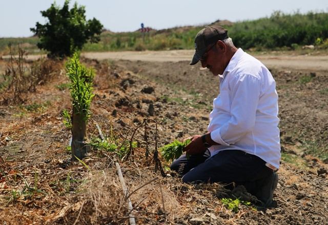 Narenciye bahçesindeki 108 ağacı baltayla kestiler