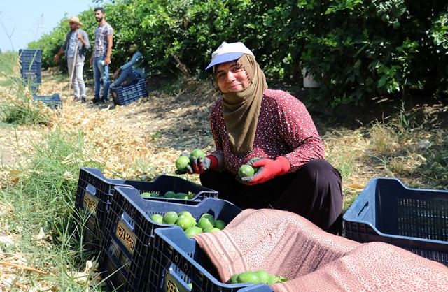 AVRUPA VE RUSYA’NIN LİMONU ADANA’DAN