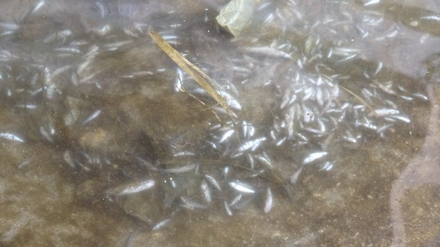 Kozan’da derede yüzlerce balık telef oldu