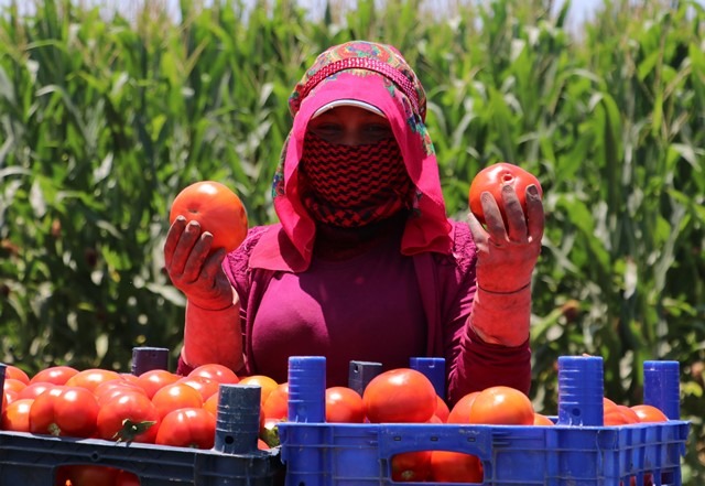 Domates verim ve fiyatıyla yüz güldürüyor