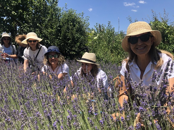 Kadınların büyüttüğü lavantaları yine kadınlar hasat etti