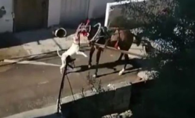 Adana’da pitbull dehşeti