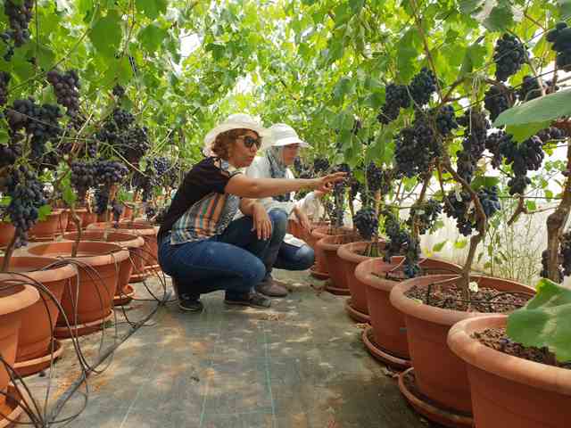 ÇÜ’de Topraksız Yetiştirilen Üzümler Hasat Edildi
