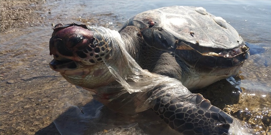 Ağ ve misinalardan kurtarıldı denize bırakıldı
