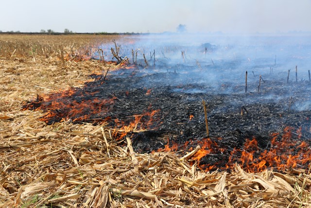 ANIZ YAKMAK HEM TOPRAĞI HEM ÇEVREYİ ÖLDÜRÜYOR