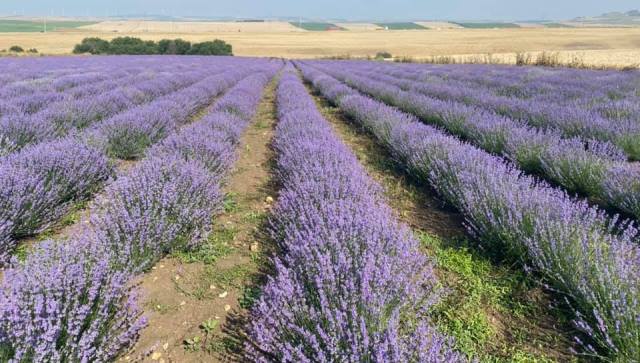 Lavanta hasadı başladı