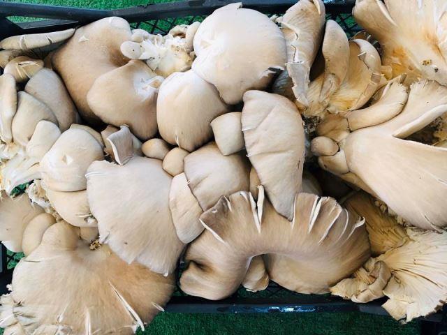 İstiridye mantarına büyük talep var