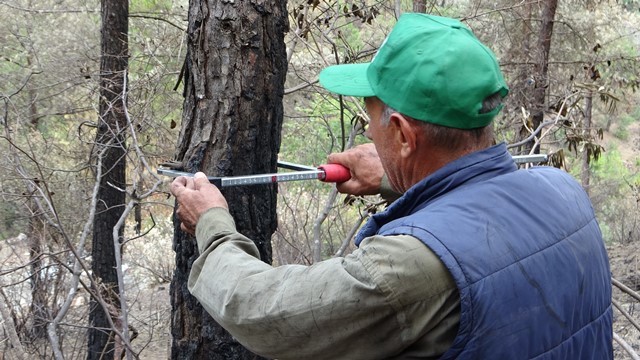 Orman mühendisleri Kozan’da damgalama çalışmalarına başladı