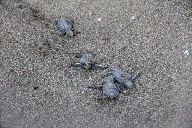 Yavru kaplumbağalar denizle buluştu