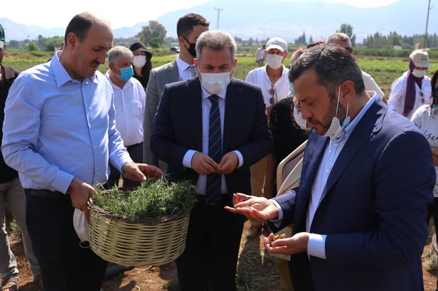 Adana’da tıbbi ve Aromatik bitkilerin hasadı yapıldı