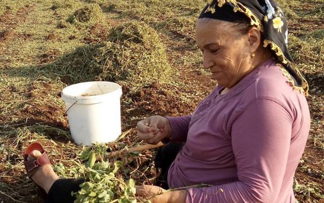 FISTIK TARLALARINDA BAŞAK MESAİSİ