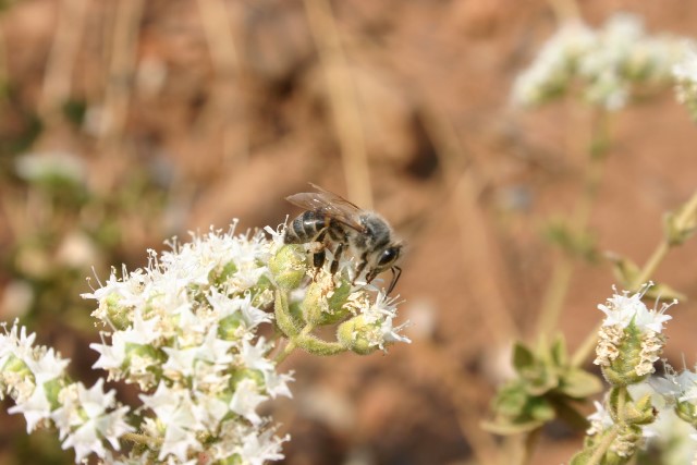 MUCİZE BİTKİ KEKİKTEN EKONOMİYE 1 MİLYAR TL KATKI