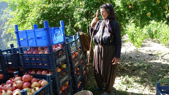 Tescili “Kuytucak Narı”nda hasat için geri sayım başladı