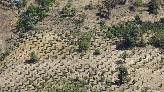 Adana’da yanan ormanlık alan yeşerdi