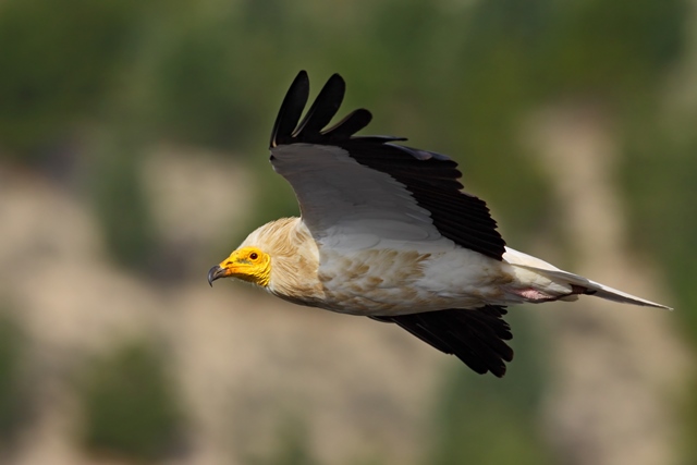 VAİLLANT, EKOSİSTEMİN SAĞLIKLI İŞLEYİŞİNE KATKI SAĞLAMAYA DEVAM EDİYOR