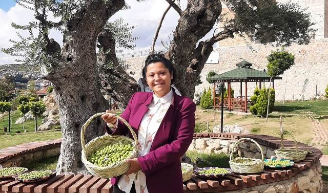 ASIRLIK AĞAÇTA ZEYTİN HASADI YAPILDI