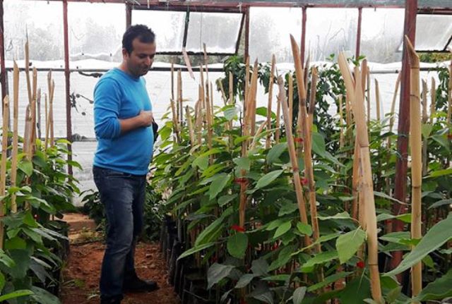 AVOKADO ÜRETİMİ ARTIYOR