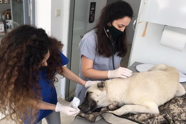 AVUKATLARDAN SOKAK HAYVANLARINA YARDIM ELİ