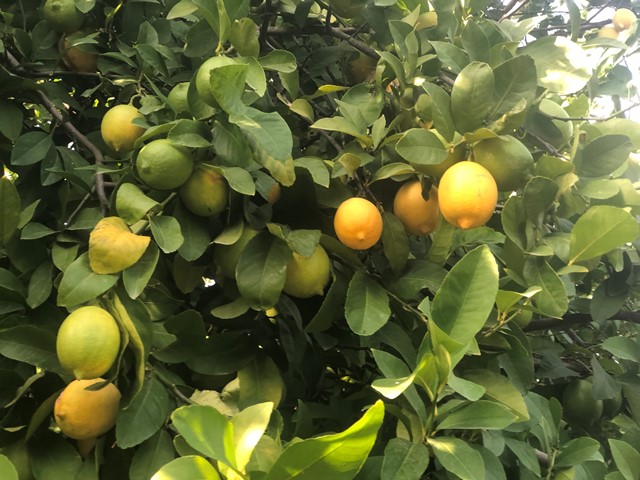 Çukurova’da limon dalında kaldı