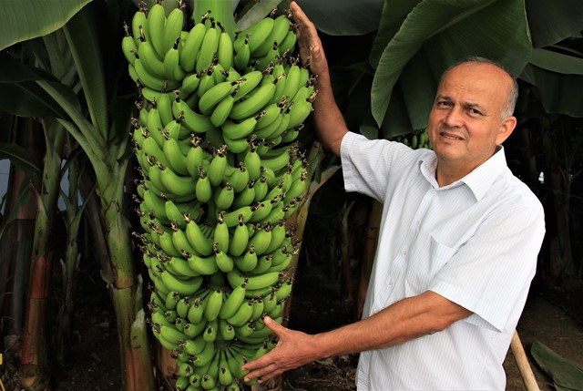 6 YENİ MUZ ÇEŞİDİ GELİŞTİRİLDİ, ÇİFTÇİ YÜZDE 30 FAZLA KAZANACAK