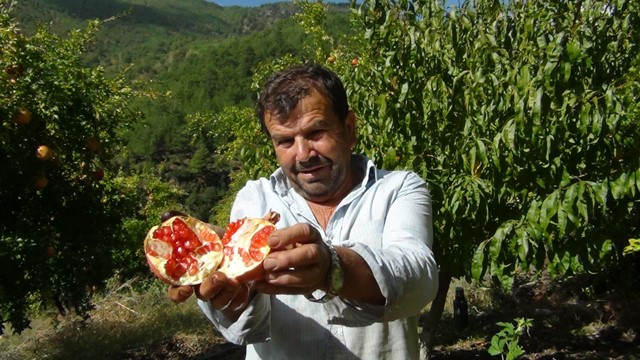 Tescilli Kuytucak narı üreticisinin yüzünü güldürdü