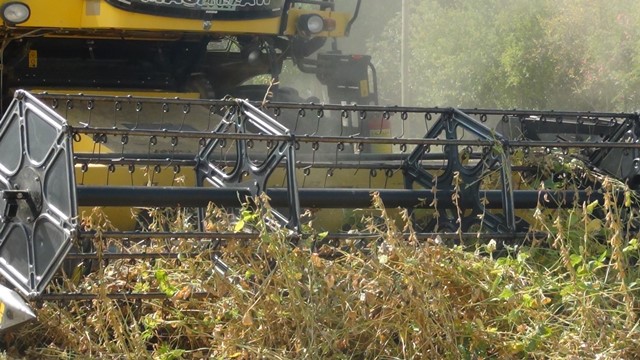 ÇUKUROVA’DA İKİNCİ ÜRÜN MISIRIN YERİNİ SOYA ALDI