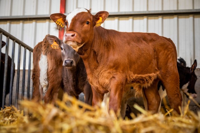 HAYVANSAL GIDALARIN GÜVENLİĞİ VE HAYVAN BESLEME İLİŞKİSİ