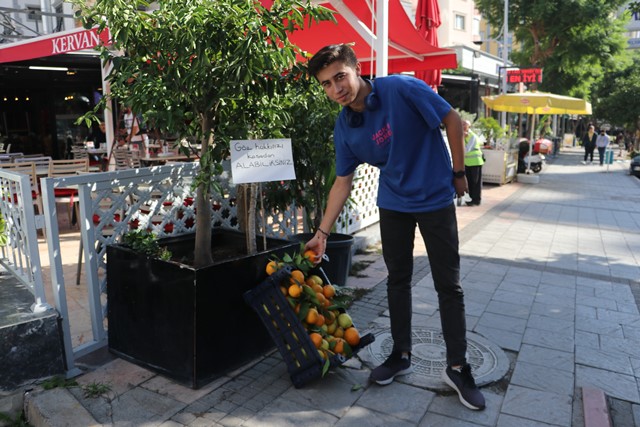 Ağaçtan kopartmasınlar diye her gün 1 kasa mandalina dağıtıyor