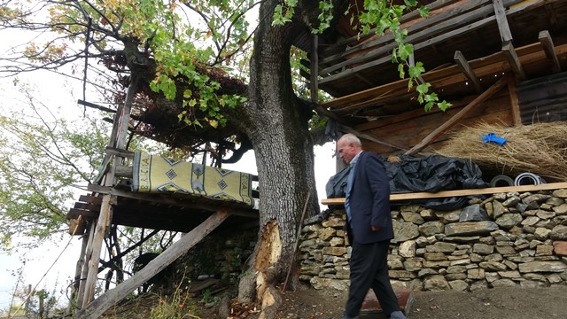 Asırlık meşe palamuduna gözleri gibi bakıyorlar