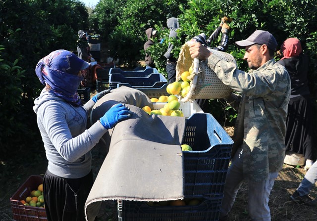 ADANA’DA PORTAKAL HASADI SÜRÜYOR