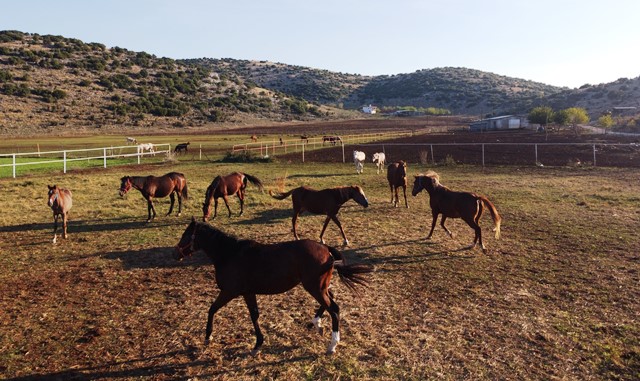 Servet değerindeki atlar, Türkiye’nin dört bir yanından ilgi görüyor