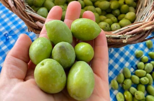 Yeşil zeytinde sezon bitiyor