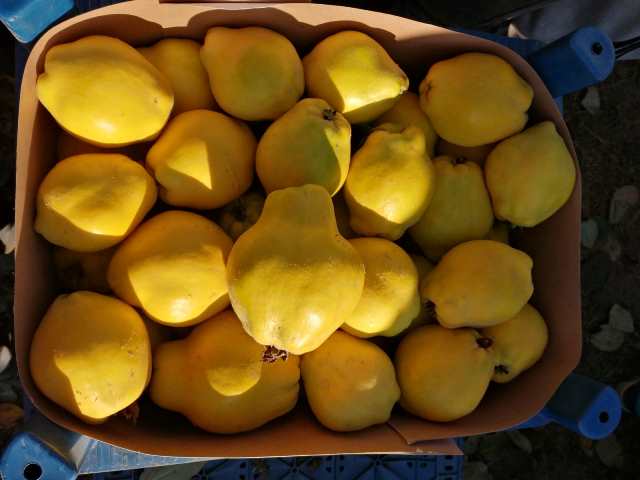 Ayva üreticisinin yüzünü bu kez güldürdü