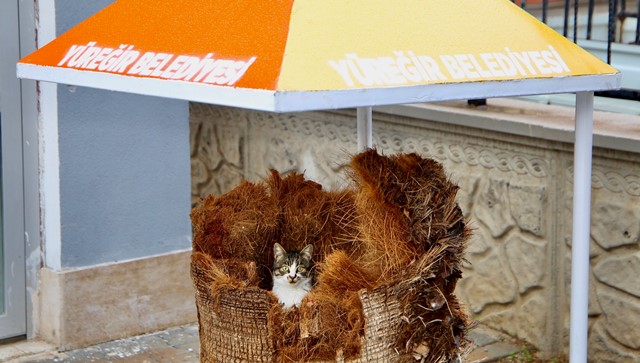 Hamile kediye belediye işçileri sahip çıktı