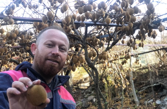 Kivi hobisi kazanca dönüştü