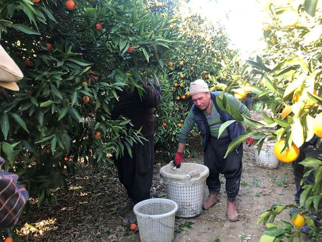 TESCİLLİ KOZAN PORTAKALINDA HASAT BAŞLADI