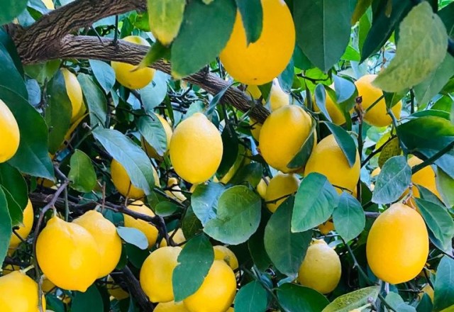 Üretici Limona Desteği Yeterli Bulmadı