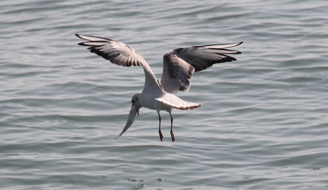 Martıların balık avı