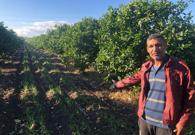 Narenciye bahçesini sarımsak tarlasına dönüştürdü