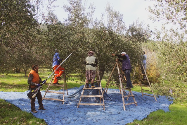 COĞRAFİ İŞARETLİ ÜRÜNLERE TALEP HIZLA ARTIYOR