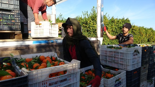 TESCİLLİ KOZAN PORTAKALINDA HASAT BAŞLADI