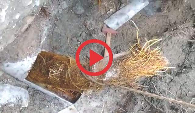 Su borusundan çıkan kök görenleri şaşırttı