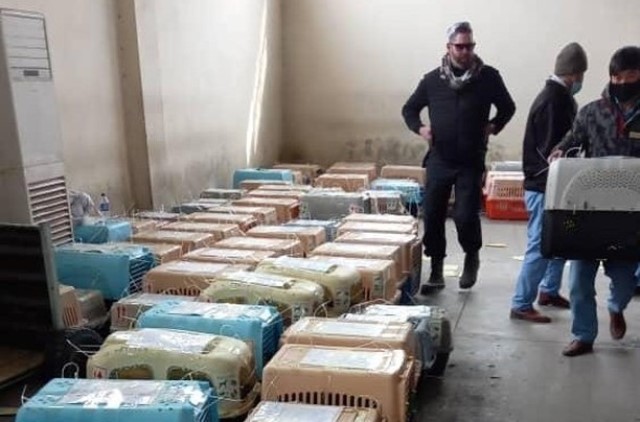 AFGANİSTAN’DAKİ 304 EVCİL HAYVANI KURTARDILAR