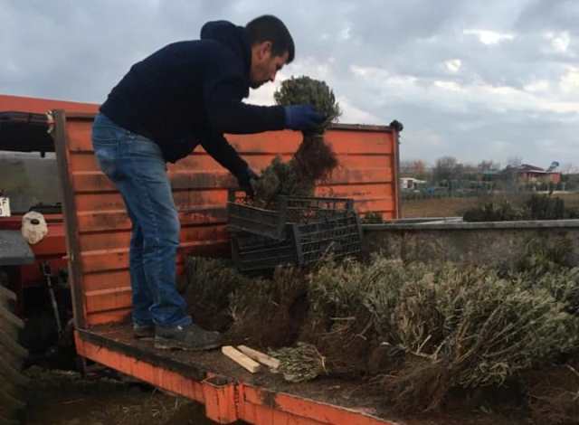 LAVANTA FİDELERİ TOPRAKLA BULUŞMAYA HAZIRLANIYOR